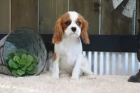 Arnie, a male Cavalier King Charles Spaniel for sale in Charm, OH – 10 of 10