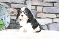 Kermit, a male Cavalier King Charles Spaniel for sale in Charm, OH – 4 of 4