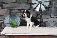 Sterling, a male Cavalier King Charles Spaniel for sale in Charm, OH – 4 of 6