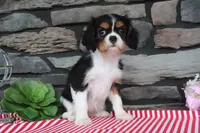 Duchess, a female Cavalier King Charles Spaniel for sale in Charm, OH – 3 of 5