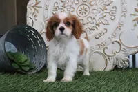 Napoleon, a male Cavalier King Charles Spaniel for sale in Charm, OH – Photo 4 of 5