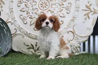 Napoleon, a male Cavalier King Charles Spaniel for sale in Charm, OH – Photo 1 of 5