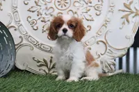 Napoleon, a male Cavalier King Charles Spaniel for sale in Charm, OH – Photo 2 of 5