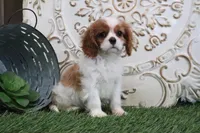 Napoleon, a male Cavalier King Charles Spaniel for sale in Charm, OH – Photo 3 of 5