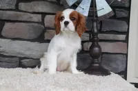 Ace, a male Cavalier King Charles Spaniel for sale in Charm, OH – 7 of 9