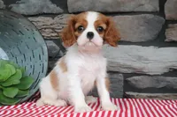 Pablo, a male Cavalier King Charles Spaniel for sale in Charm, OH – 3 of 5