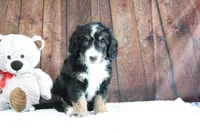 Jase, a male Bernedoodle for sale in Charm, OH – Photo 2 of 4