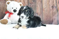 Jase, a male Bernedoodle for sale in Charm, OH – Photo 4 of 4