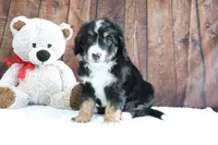 Jase, a male Bernedoodle for sale in Charm, OH – Photo 3 of 4