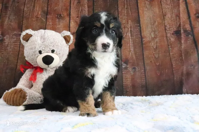 Jase – Bernedoodle puppy for sale in Charm, OH