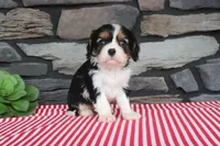 Emma, a male Cavalier King Charles Spaniel for sale in Charm, OH – 3 of 4