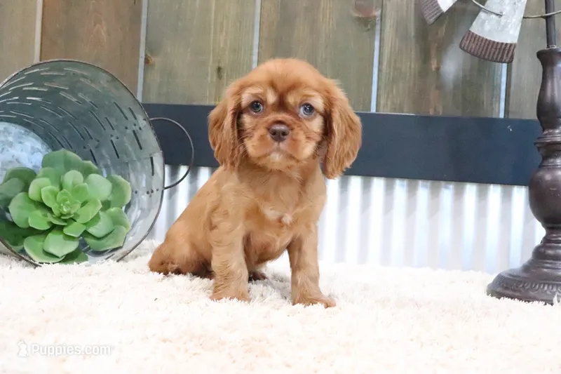 Davey – Cavalier King Charles Spaniel puppy for sale in Charm, OH