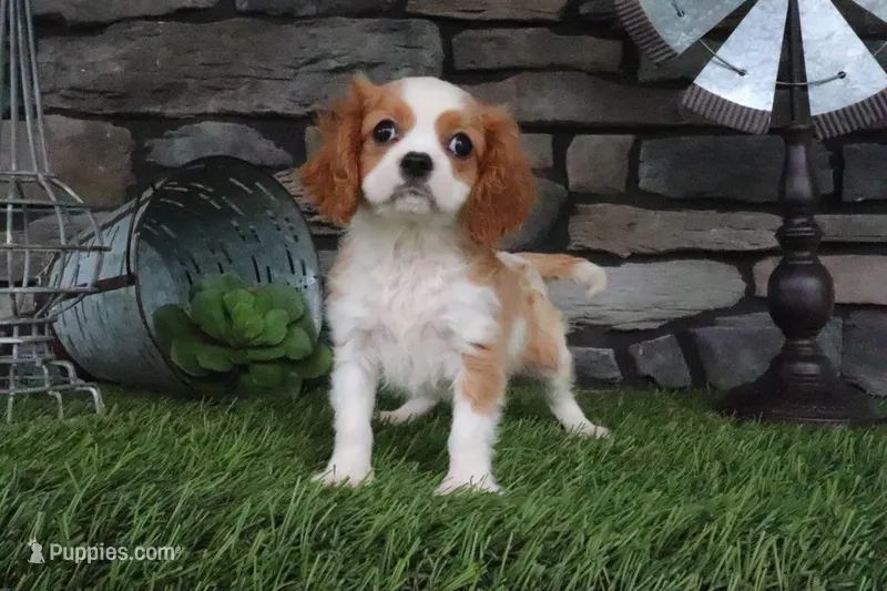Isabell – Cavalier King Charles Spaniel puppy for sale in Charm, OH