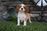 Isabell, a female Cavalier King Charles Spaniel for sale in Charm, OH – 1 of 6