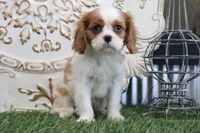 Arthur, a male Cavalier King Charles Spaniel for sale in Charm, OH – 2 of 4