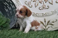 Roxy, a male Cavalier King Charles Spaniel for sale in Charm, OH – 3 of 6