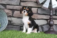 Duchess, a female Cavalier King Charles Spaniel for sale in Charm, OH – 8 of 10