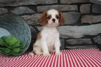 Polo, a male Cavalier King Charles Spaniel for sale in Charm, OH – 6 of 6