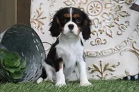Darcy, a female Cavalier King Charles Spaniel for sale in Charm, OH – 2 of 5