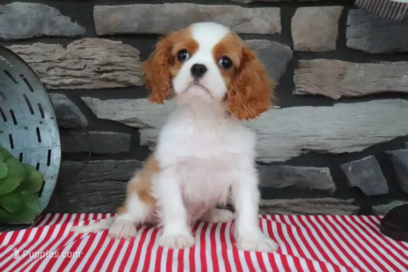 Ike – Cavalier King Charles Spaniel puppy for sale in Charm, OH
