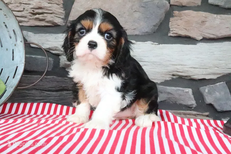 Josefina – Cavalier King Charles Spaniel puppy for sale in Charm, OH