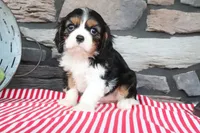 Josefina, a female Cavalier King Charles Spaniel for sale in Charm, OH – 1 of 5