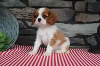 Pablo, a male Cavalier King Charles Spaniel for sale in Charm, OH – 4 of 5