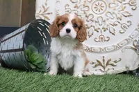 Cecil, a male Cavalier King Charles Spaniel for sale in Charm, OH – 3 of 6