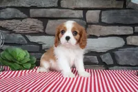 Douglas, a female Cavalier King Charles Spaniel for sale in Charm, OH – 3 of 5