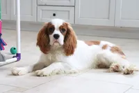 Owen, a male Cavalier King Charles Spaniel for sale in Charm, OH – 4 of 7