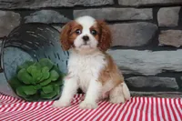 Nora, a female Cavalier King Charles Spaniel for sale in Charm, OH – 2 of 4