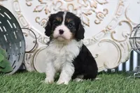 Rufus, a male Cavalier King Charles Spaniel for sale in Charm, OH – 2 of 5