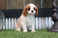 Gilbert, a male Cavalier King Charles Spaniel for sale in Charm, OH – 5 of 5