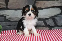 Emma, a male Cavalier King Charles Spaniel for sale in Charm, OH – 1 of 4