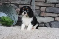 Kyra, a female Cavalier King Charles Spaniel for sale in Charm, OH – 2 of 5