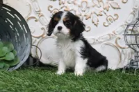 Uri, a male Cavalier King Charles Spaniel for sale in Charm, OH – 5 of 5