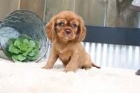 Davey, a male Cavalier King Charles Spaniel for sale in Charm, OH – 2 of 4