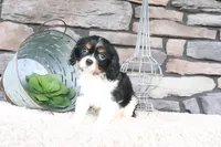 Kyra, a female Cavalier King Charles Spaniel for sale in Charm, OH – 3 of 5