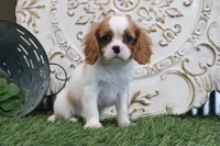 Ace, a male Cavalier King Charles Spaniel for sale in Charm, OH – 3 of 5