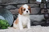 Toby, a male Cavalier King Charles Spaniel for sale in Charm, OH – 2 of 4