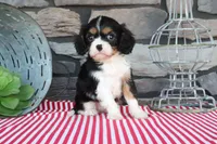 Rocky, a male Cavalier King Charles Spaniel for sale in Charm, OH – 2 of 4