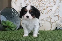 processed/a9ee9470-569d-400c-952a-49a4b8ea71ec/listing/15d1642b-d866-443e-8379-9c88efd6e2ca/37f0cbd7-4c19-4073-94bc-4d412dc31b7b