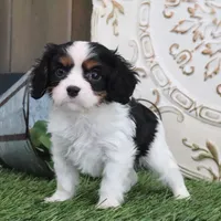 Joey, a male Cavalier King Charles Spaniel for sale in Charm, OH – Photo 3 of 4