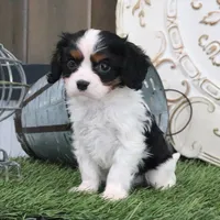 Joey, a male Cavalier King Charles Spaniel for sale in Charm, OH – Photo 1 of 4