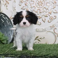Joey, a male Cavalier King Charles Spaniel for sale in Charm, OH – Photo 4 of 4