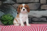 Oliver, a male Cavalier King Charles Spaniel for sale in Charm, OH – 4 of 5
