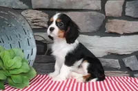 Gracie, a female Cavalier King Charles Spaniel for sale in Charm, OH – 3 of 5
