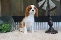 Arnie, a male Cavalier King Charles Spaniel for sale in Charm, OH – 7 of 10