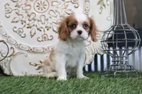 Arthur, a male Cavalier King Charles Spaniel for sale in Charm, OH – 4 of 4