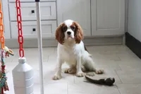 Owen, a male Cavalier King Charles Spaniel for sale in Charm, OH – 1 of 7